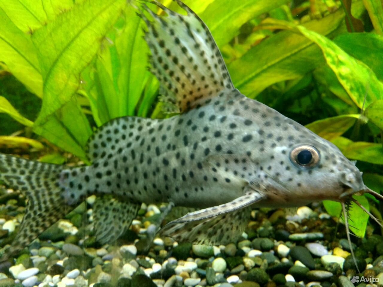 Синодонтис вуалевый красивые фото и картинки — Каталог Фото