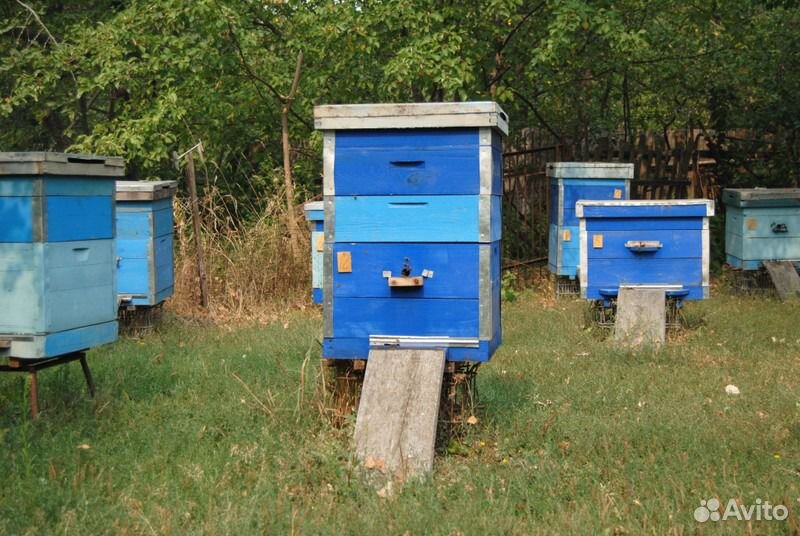 Продам пчел, пасеку, ульи, пчелосемьи купить на Зозу.ру - фотография № 1