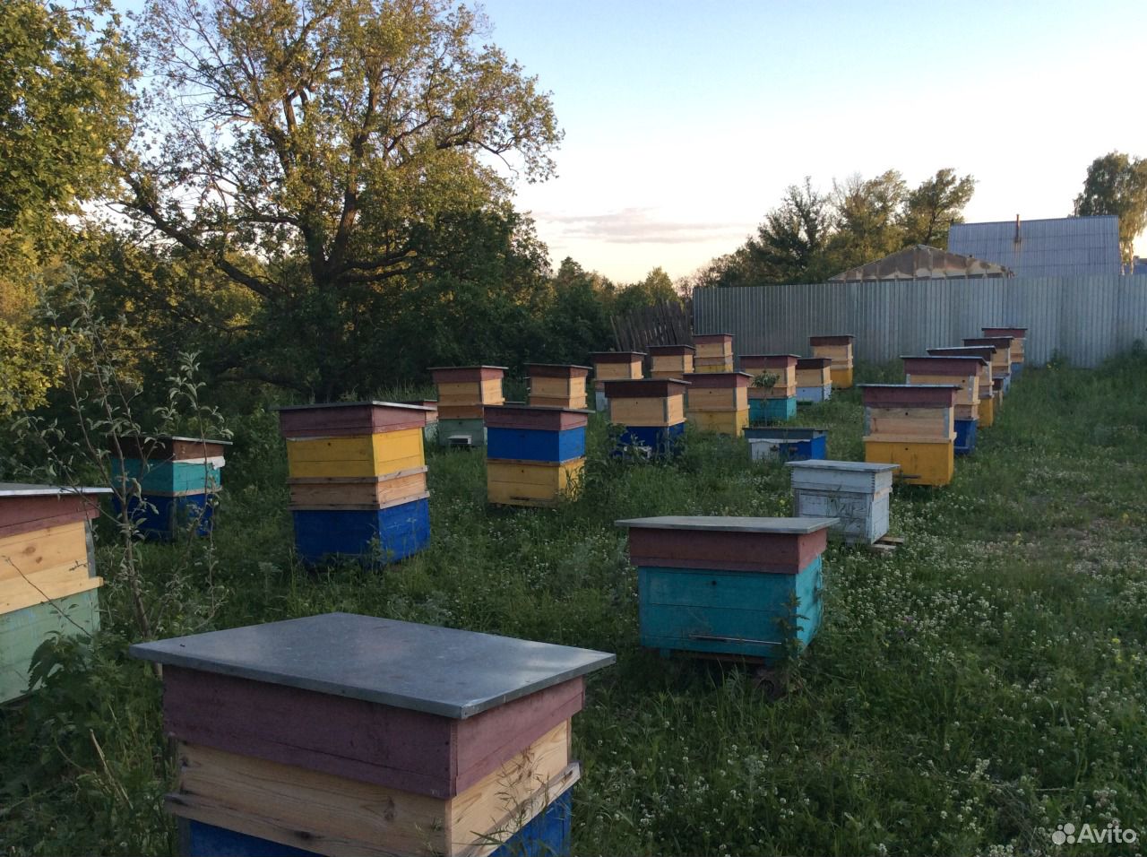 Продам пчёл и пчёлопакеты купить на Зозу.ру - фотография № 3