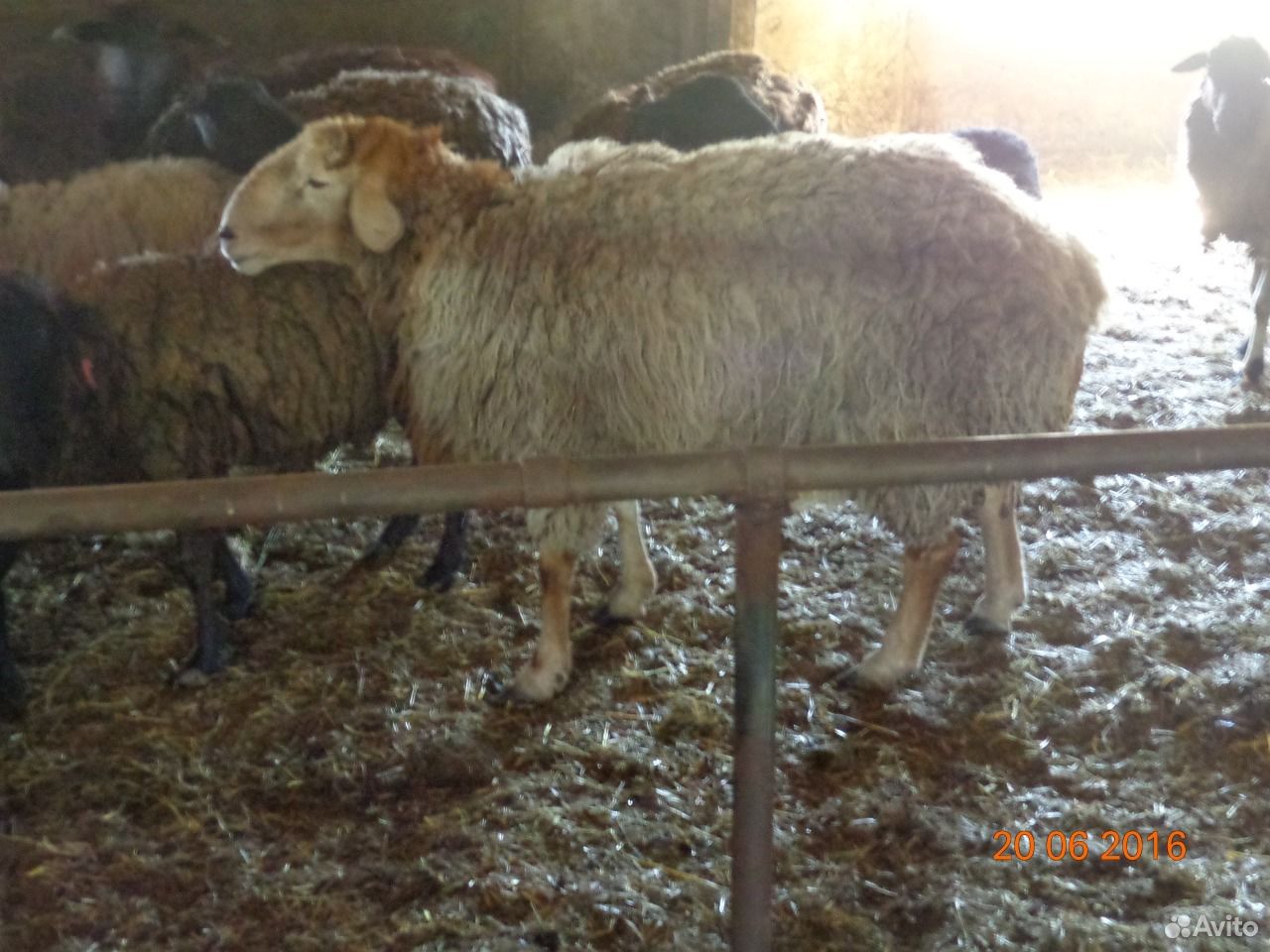 Курдючные овцы,бараны купить на Зозу.ру - фотография № 2