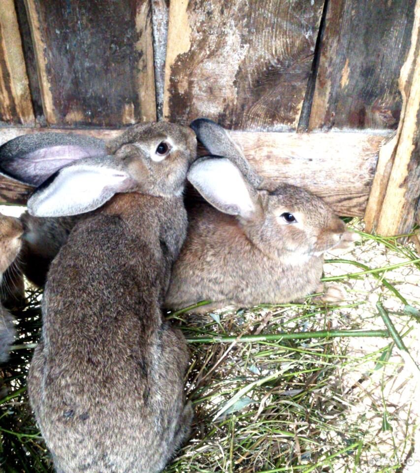 Кролики породы "Cерый великан" купить на Зозу.ру - фотография № 3