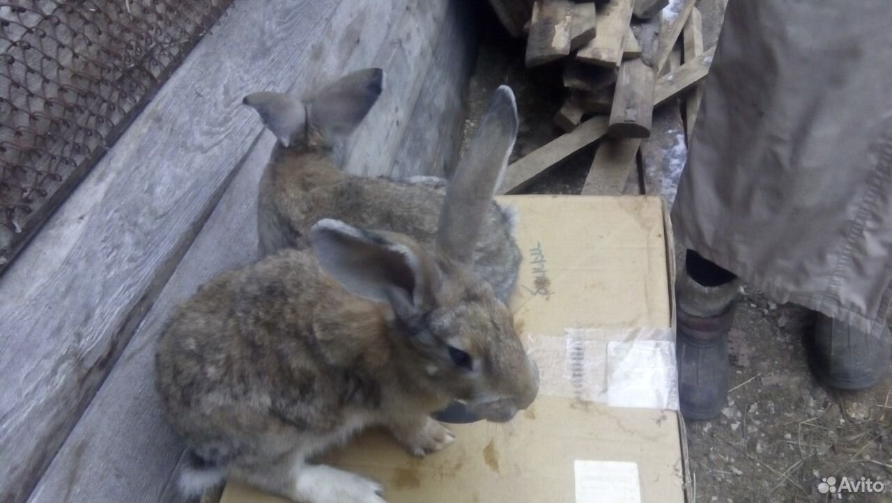 Кролик фландр купить на Зозу.ру - фотография № 3
