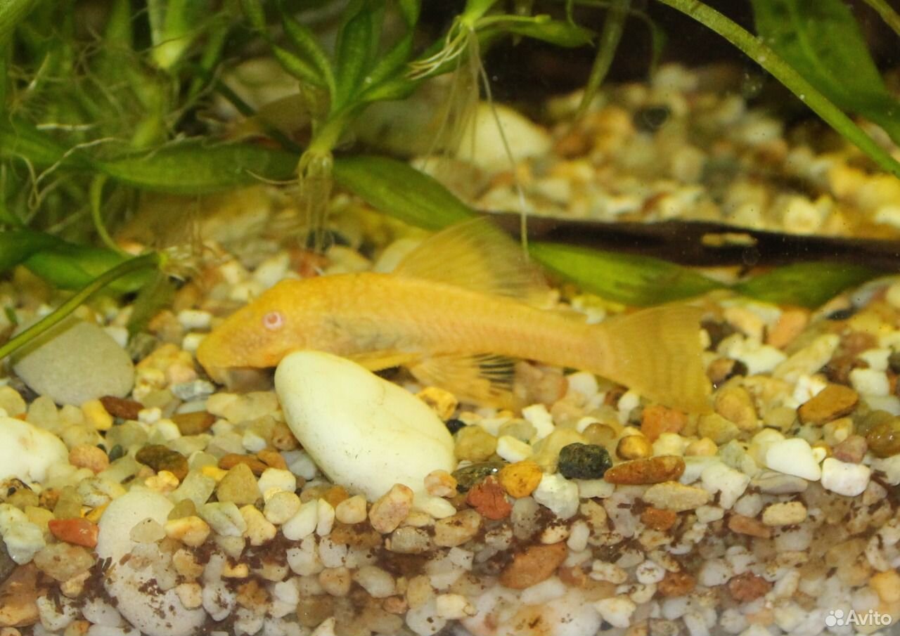 Желтый сомик аквариумный
