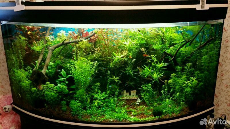 Растения для аквариума купить на Зозу.ру - фотография № 1