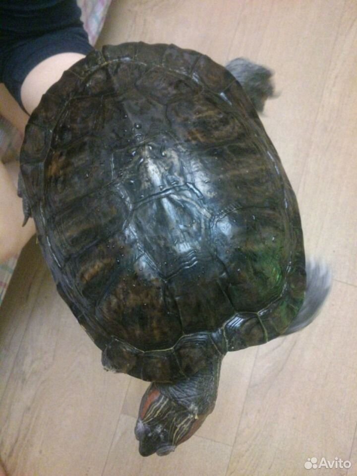 Продам взрослую красноухую черепаху купить на Зозу.ру - фотография № 1
