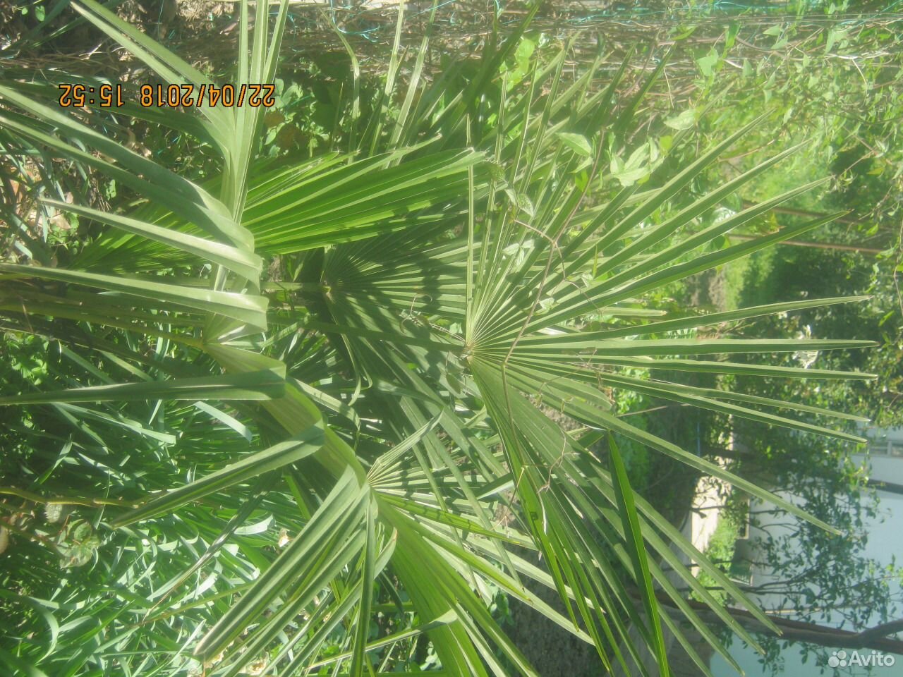 Пальма китайская вееролистная. Аукуба саженцы купить на Зозу.ру - фотография № 3