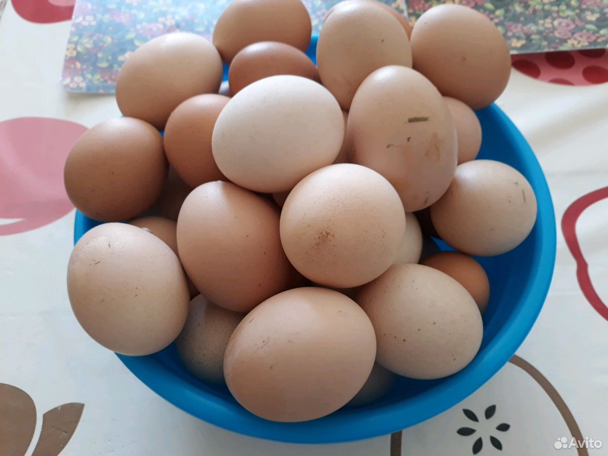 Купить яйцо в белгородской области. Курочка домашняя Белгород.