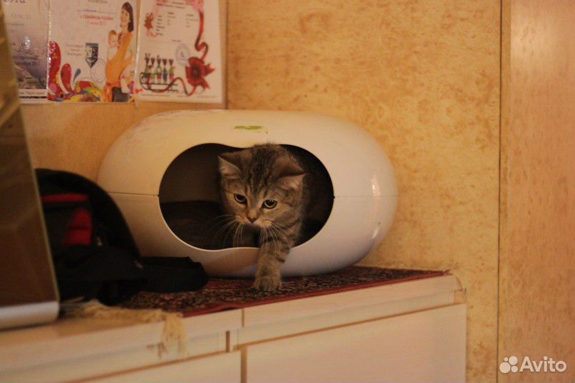 Домик - "летающая тарелка", для кошек купить на Зозу.ру - фотография № 1