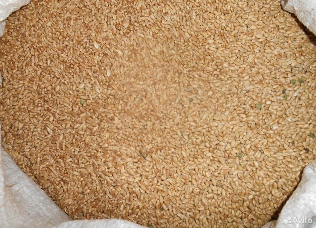 Пшеница в мешках. Мешок с зерном. Пшеница фуражная в мешках. Пшеница кормовая. Купить зерно в новосибирске