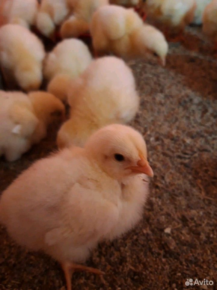 Суточные, подрощенные цыплята бройлера купить на Зозу.ру - фотография № 4
