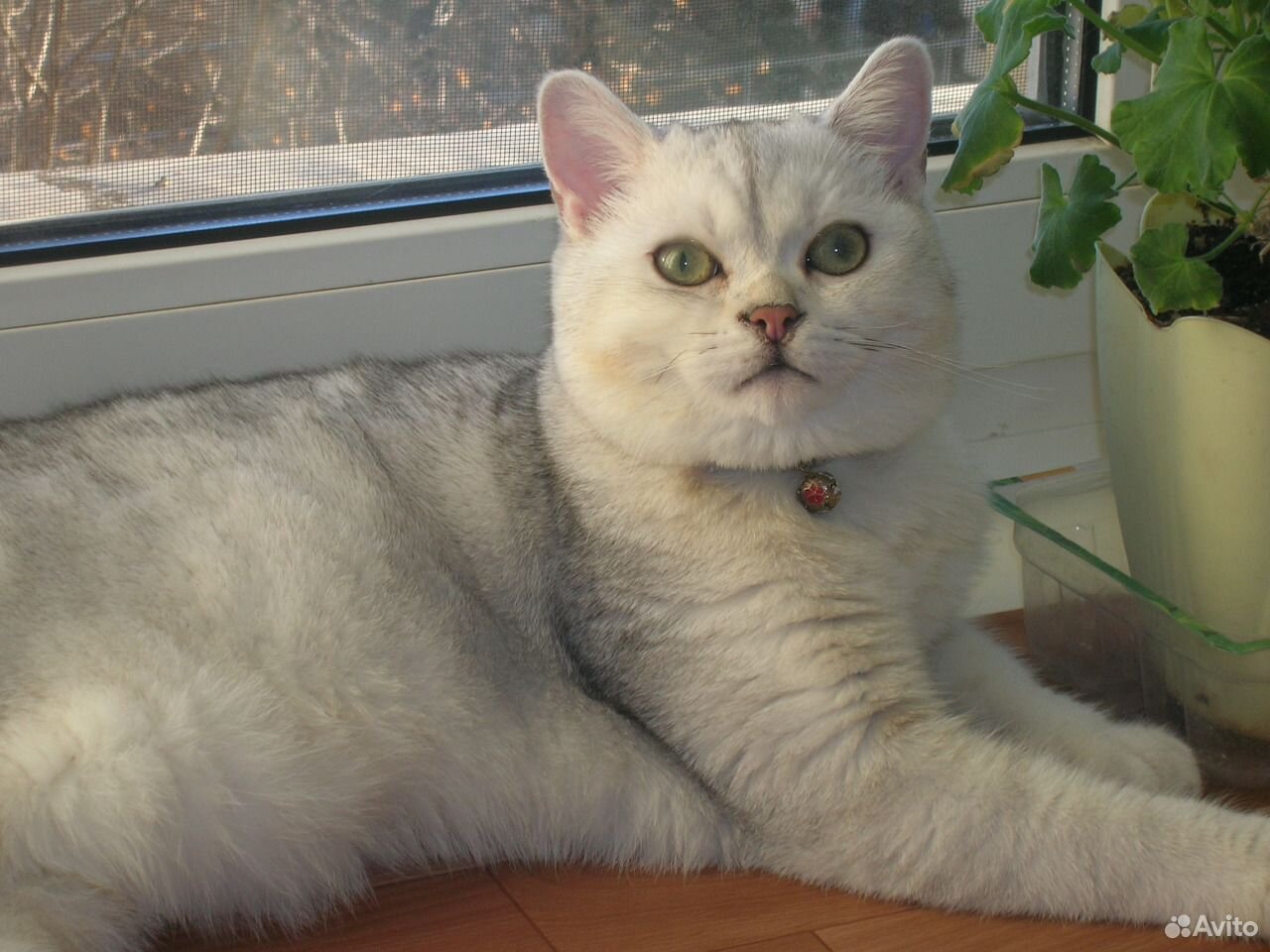 Шотландский кот серебристая шиншилла страйт вязка купить на Зозу.ру - фотография № 1