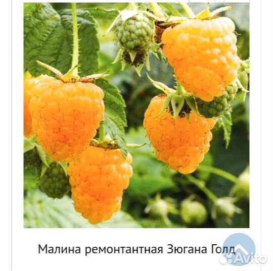 Ремонтантная малина желтая купить на Зозу.ру - фотография № 1