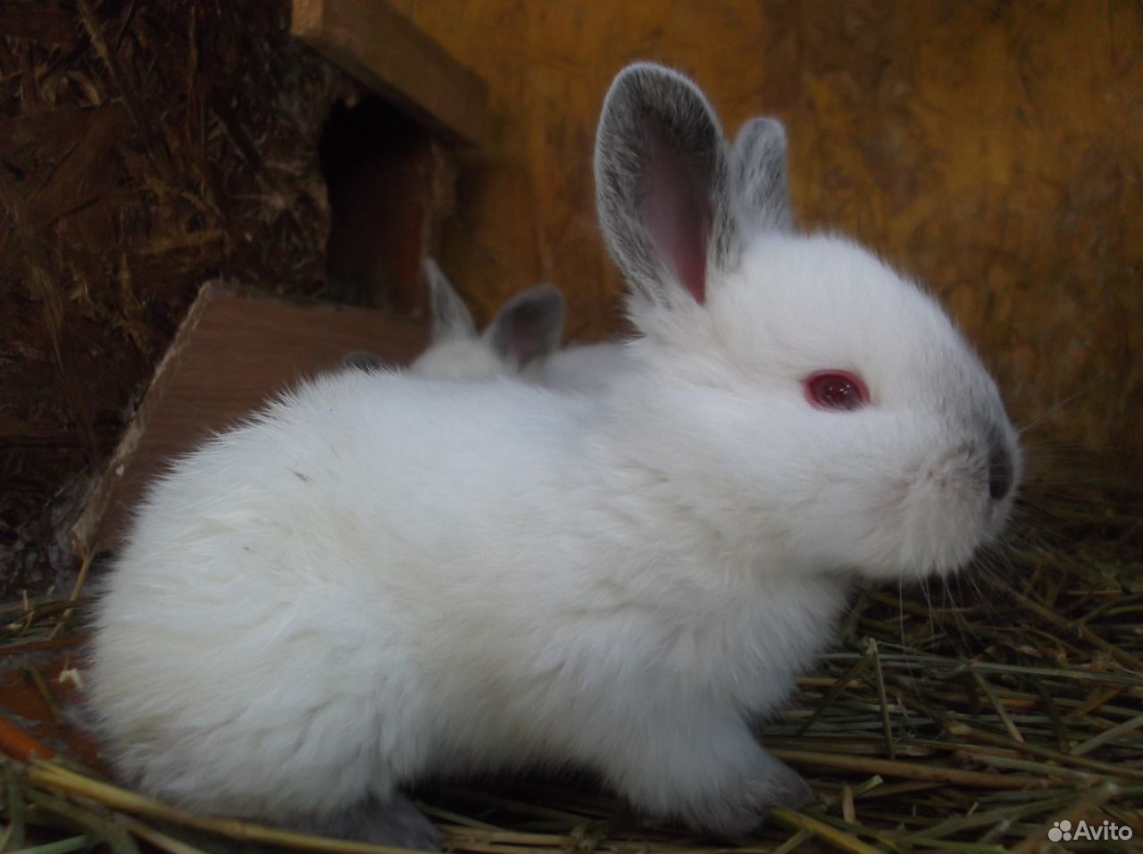 Калифорнийские кролики купить на Зозу.ру - фотография № 6