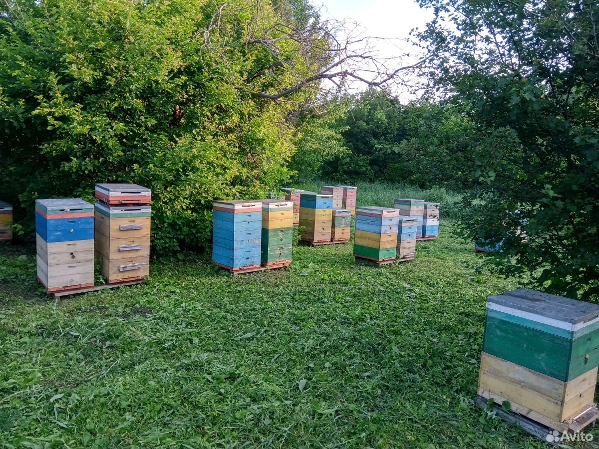 Пчелосемьи с ульями и медом купить на Зозу.ру - фотография № 5