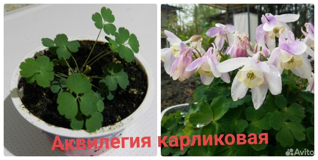 Цветы для дачи купить на Зозу.ру - фотография № 1
