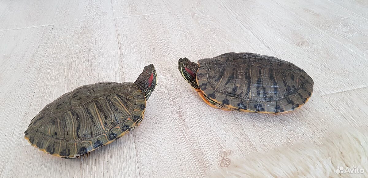Аквариум с двумя взрослыми красноухими черепахми купить на Зозу.ру - фотография № 2