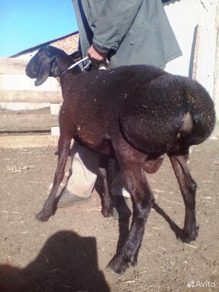 Курдючные овцы купить на Зозу.ру - фотография № 2