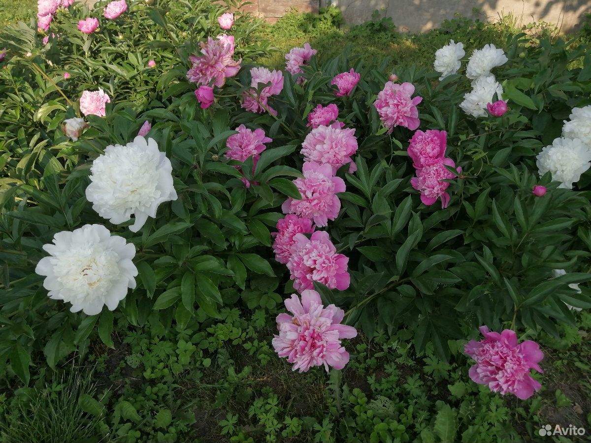 Излишки цветов купить на Зозу.ру - фотография № 5