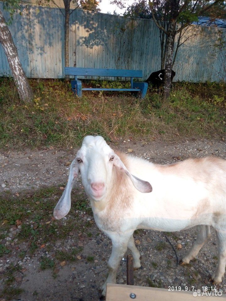 Племенной Нубийский козел купить на Зозу.ру - фотография № 2