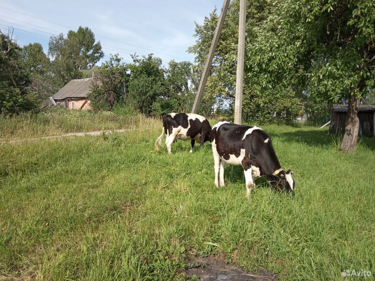 Дойные коровы,нетели,телята на мясо купить на Зозу.ру - фотография № 6