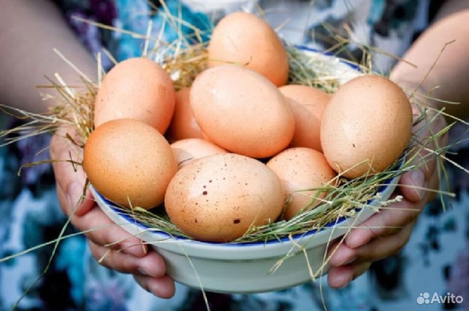 Куриные домашние яйца купить на Зозу.ру - фотография № 1