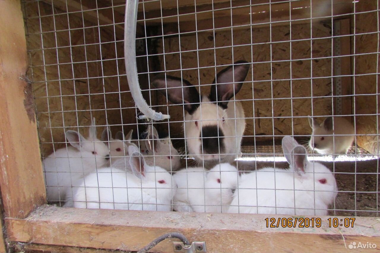 Кролики разных пород чистокровные купить на Зозу.ру - фотография № 5