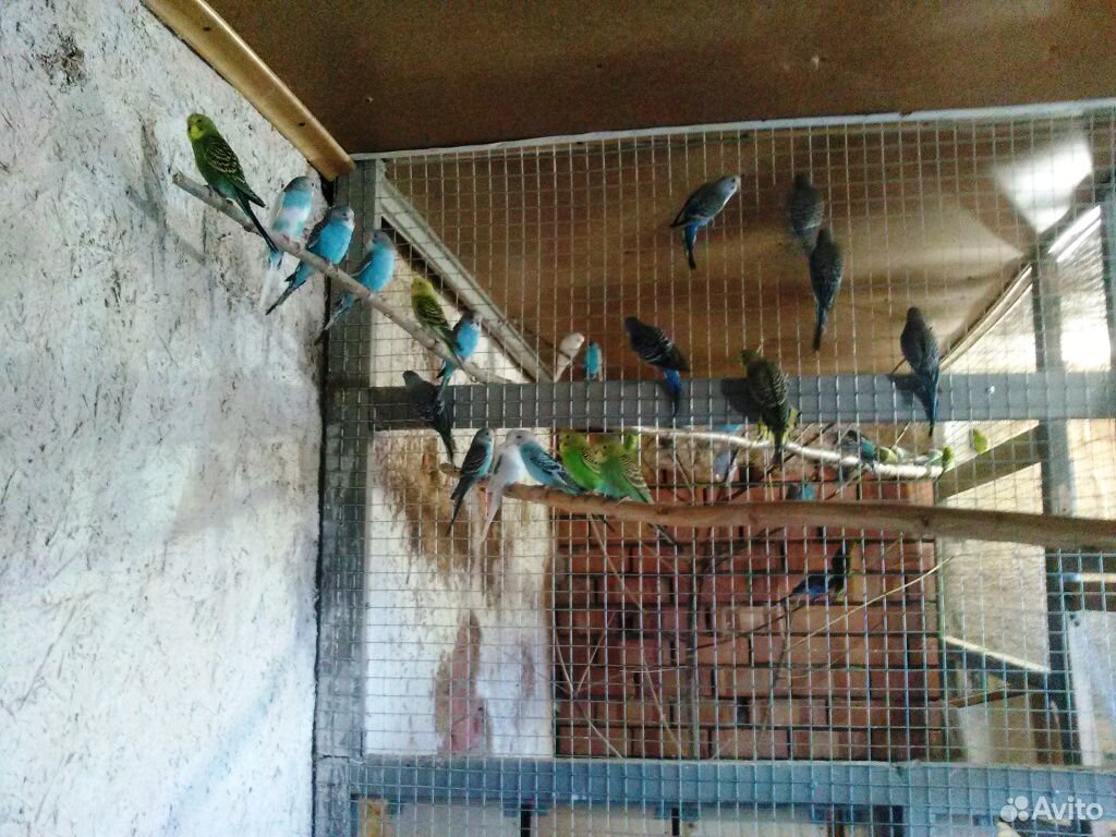 Волнистые попугаи купить на Зозу.ру - фотография № 2