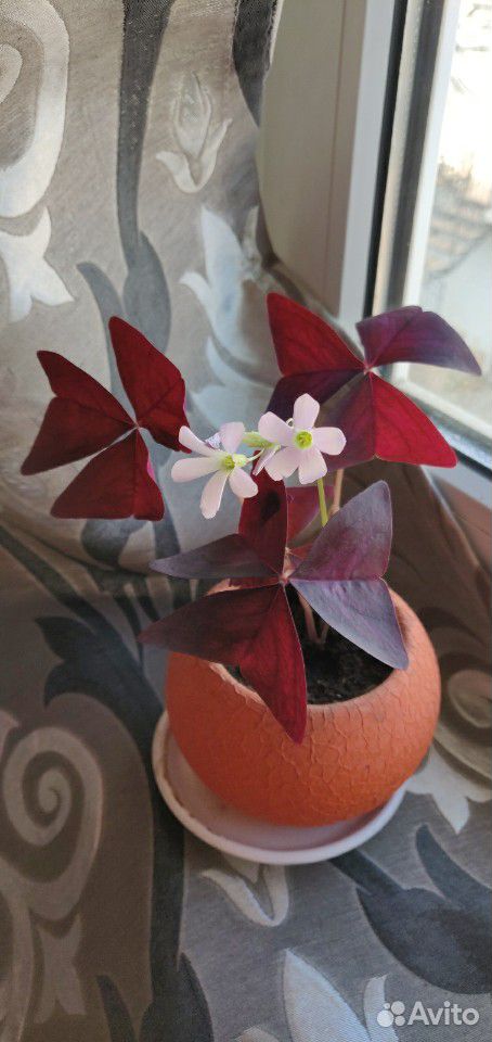 Очень нежный цветочек кислица треугольная,листья н купить на Зозу.ру - фотография № 2
