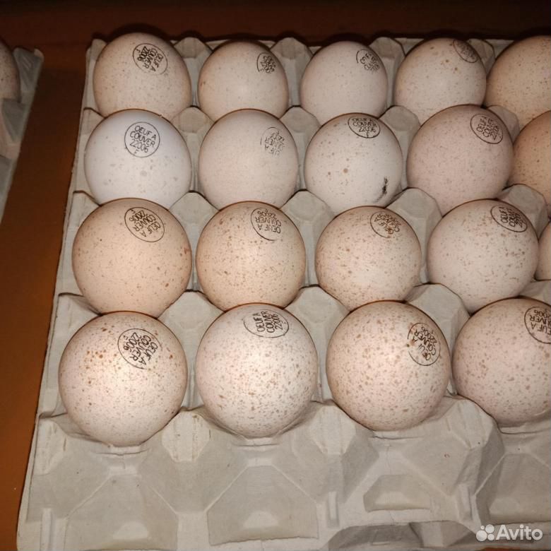 Инкубационное яйцо индейки купить на Зозу.ру - фотография № 1