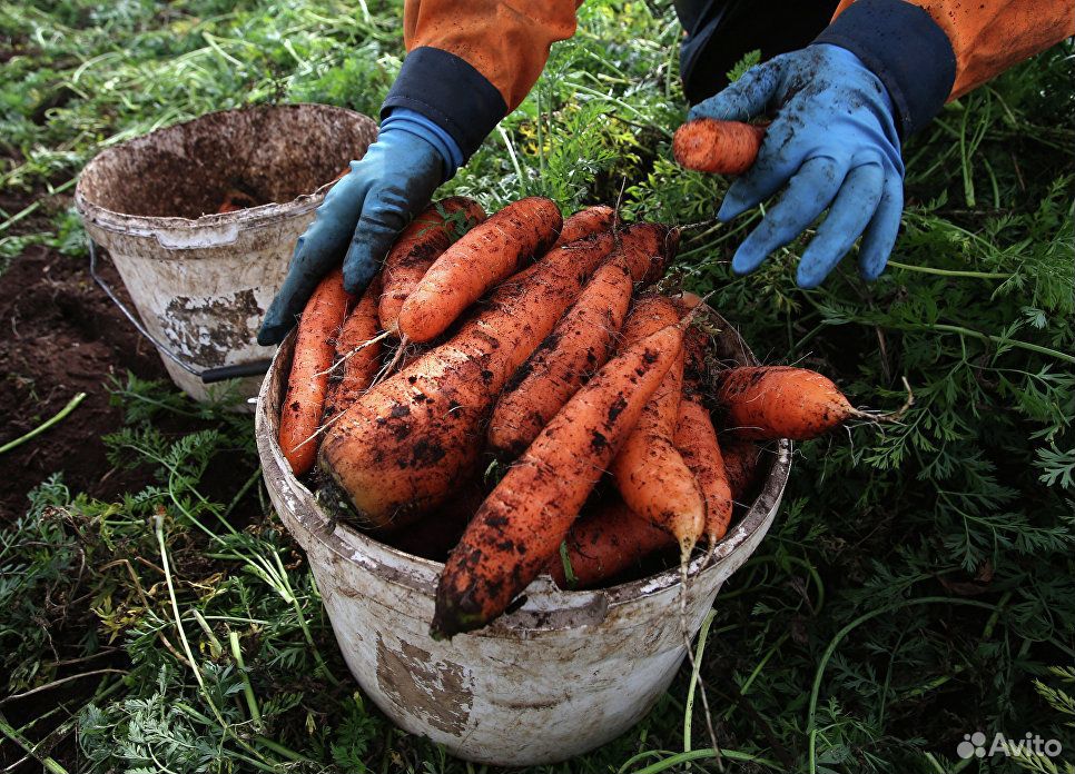 Морковь деревенская купить на Зозу.ру - фотография № 1
