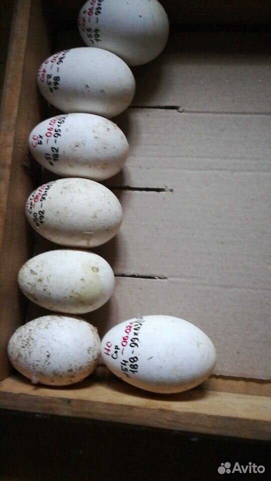 Инкубационное яйцо гуся утки купить на Зозу.ру - фотография № 5