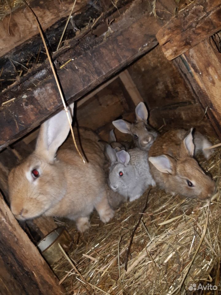 Продам кроликов на мясо или племя купить на Зозу.ру - фотография № 1