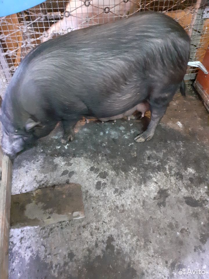Вьетнамская свинья купить на Зозу.ру - фотография № 3
