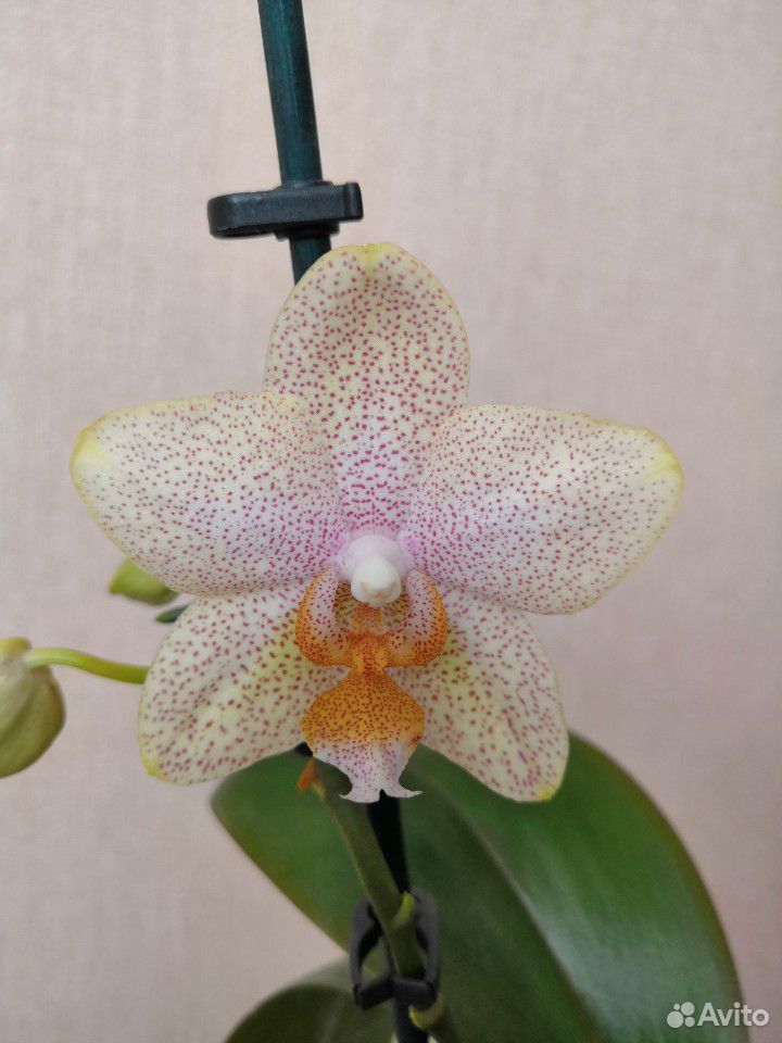Редкая орхидея купить на Зозу.ру - фотография № 1