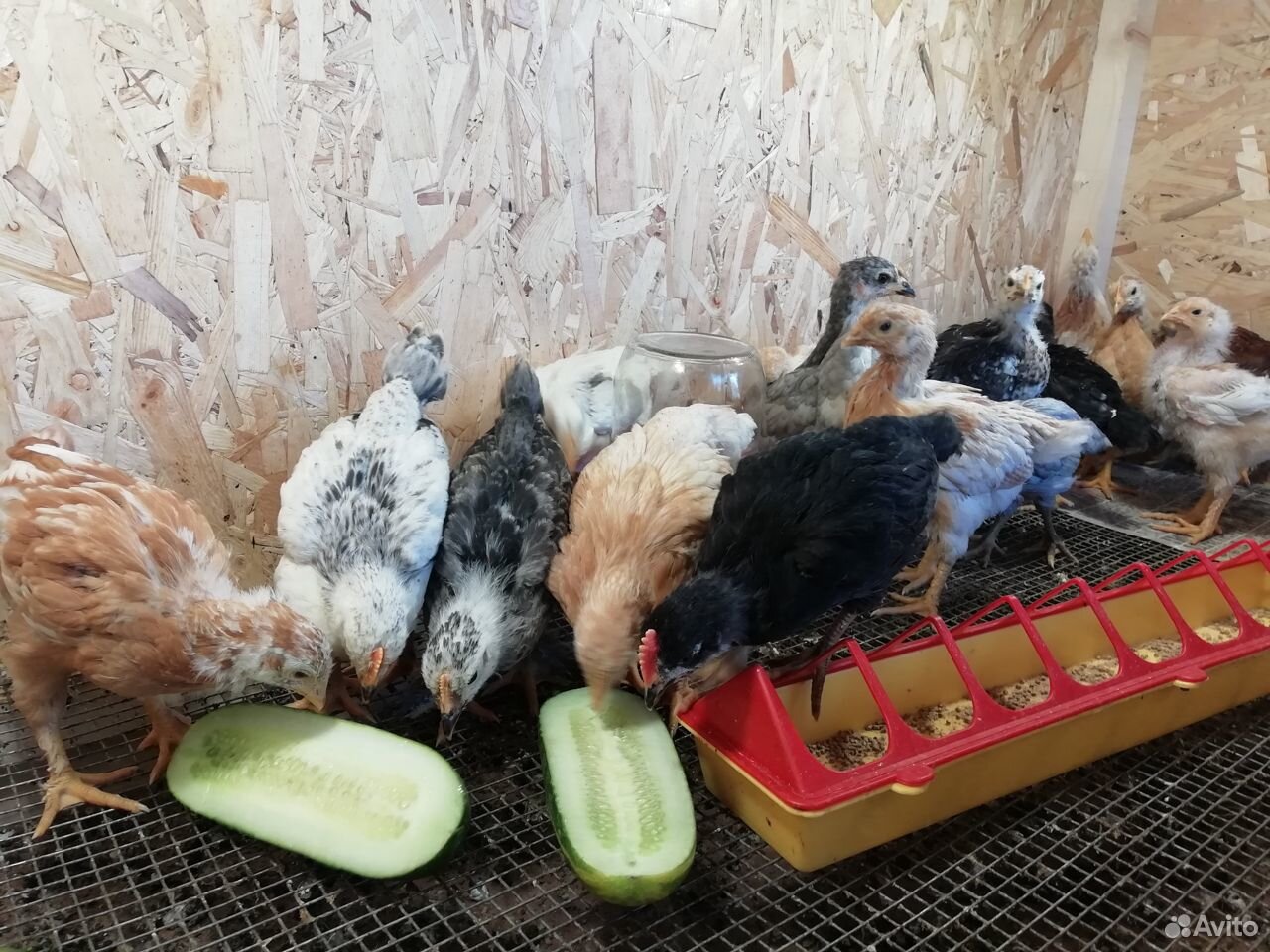 Цыплята куриц-несушек купить на Зозу.ру - фотография № 6