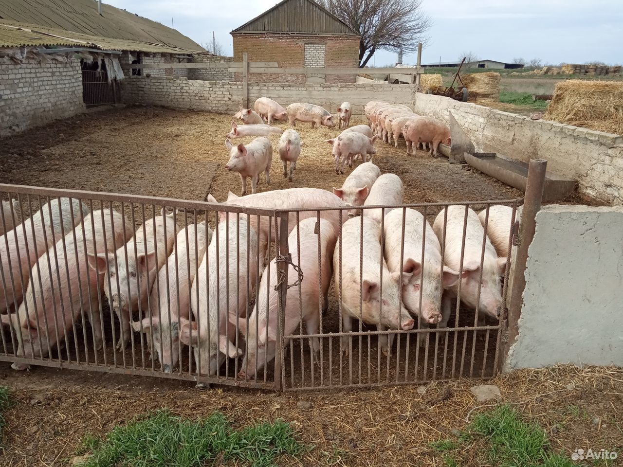 Продаются свиньи на мясо населению купить на Зозу.ру - фотография № 1