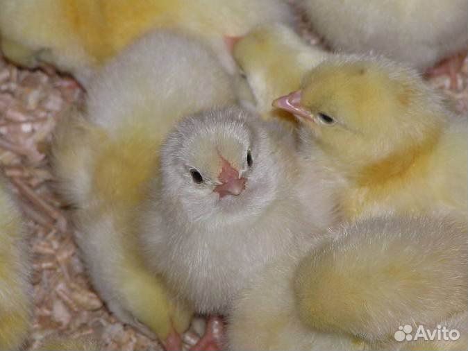 Цыплята- несушек разных возрастов купить на Зозу.ру - фотография № 1
