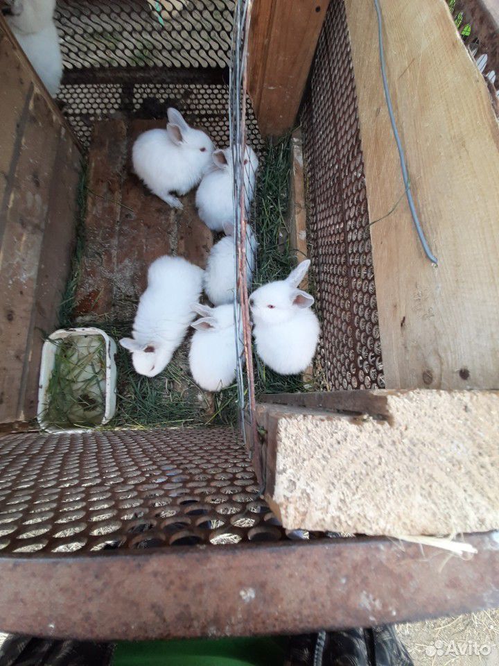 Калифхорнийские кролики купить на Зозу.ру - фотография № 5