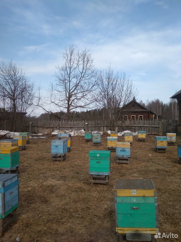 Пчелы, пчелопакеты, пчелосемьи, ульи купить на Зозу.ру - фотография № 2