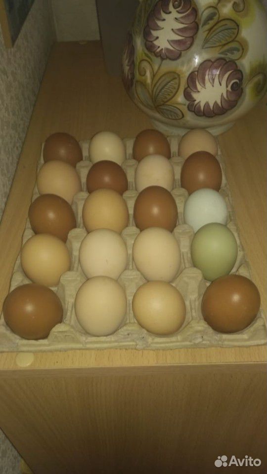 Цыплята инкубационное яйцо купить на Зозу.ру - фотография № 3