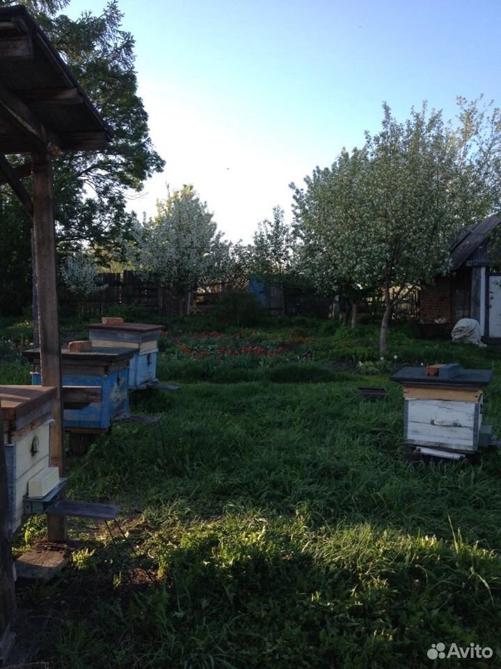 Пчёлы пчелосемья купить на Зозу.ру - фотография № 7
