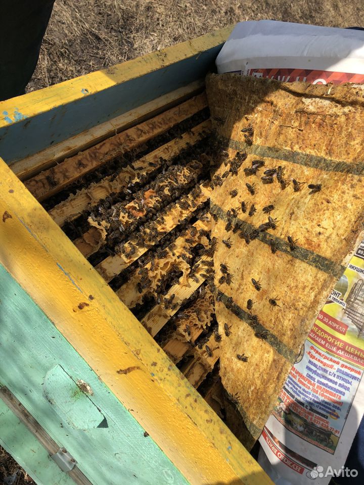 Пчелосемья купить на Зозу.ру - фотография № 4