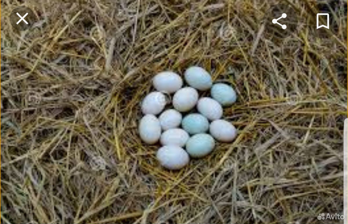 Гусиные яйца,на закладку В инкубатор купить на Зозу.ру - фотография № 1