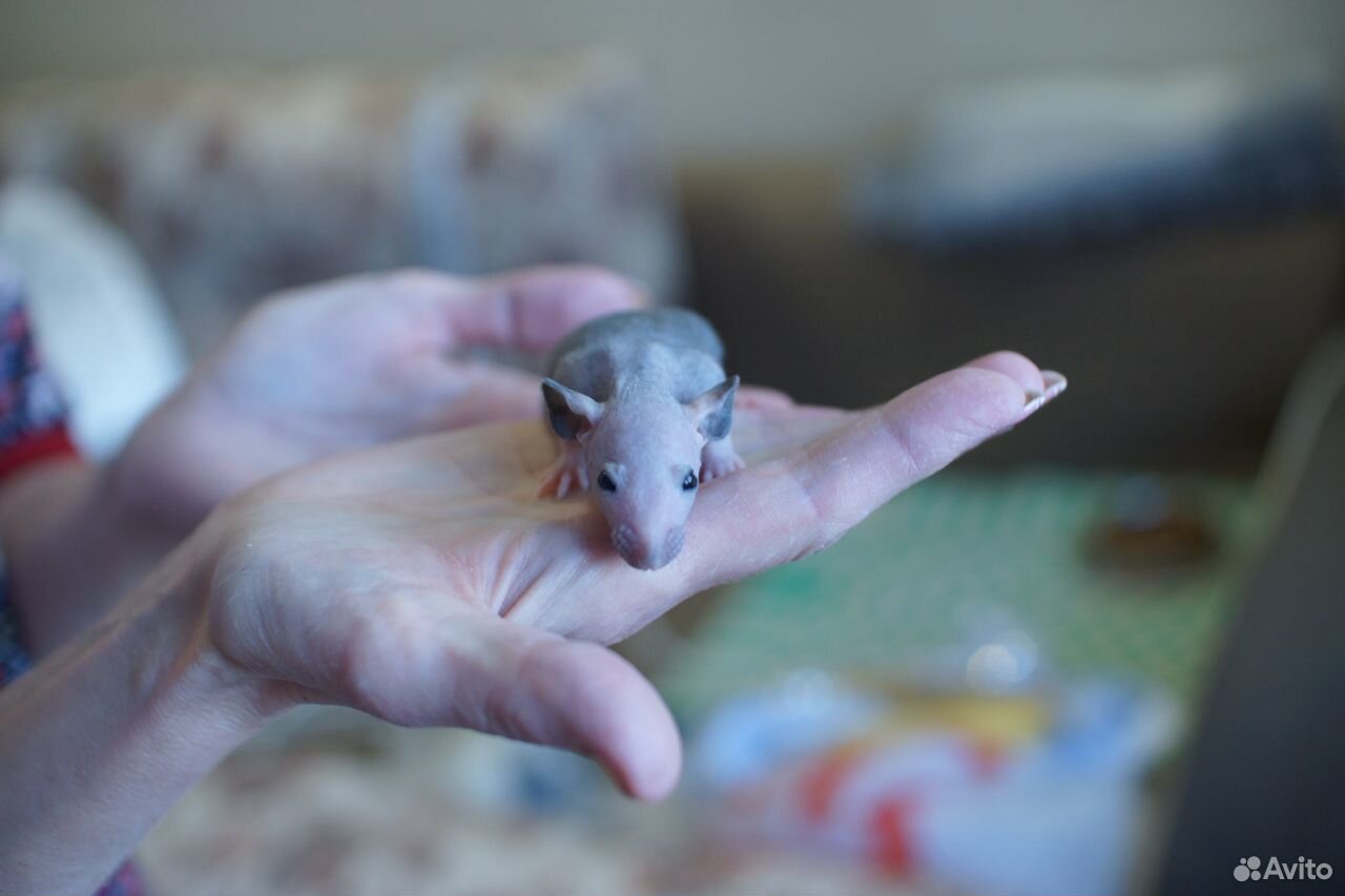 Крысы Дамбо Рекс, крысята купить на Зозу.ру - фотография № 8