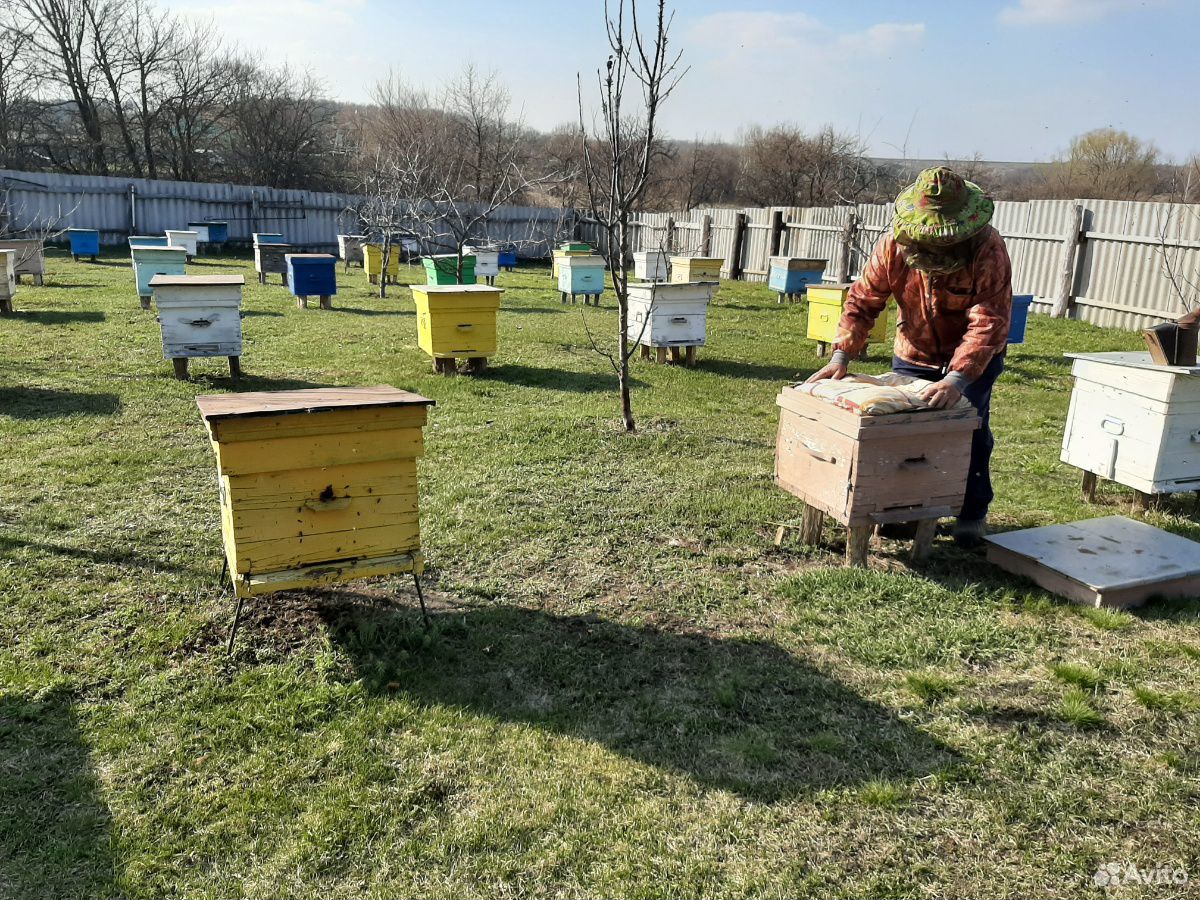 Продаются пчелы, пчелопакеты купить на Зозу.ру - фотография № 3