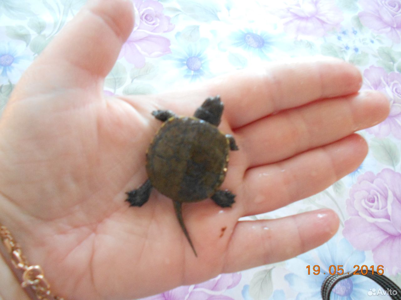 Продам болотную черепаху купить на Зозу.ру - фотография № 2