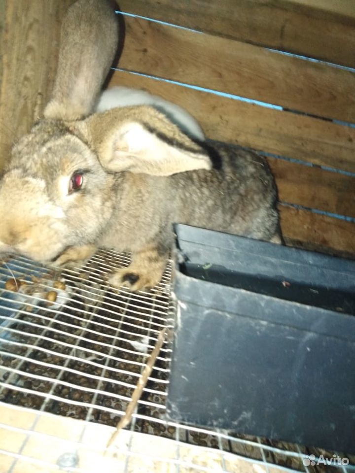 Кролик баран с великаном купить на Зозу.ру - фотография № 5