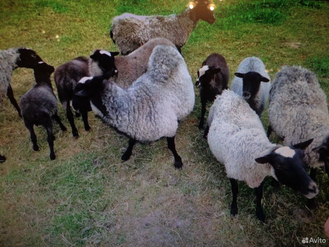 Курдючные и Романовские овцы