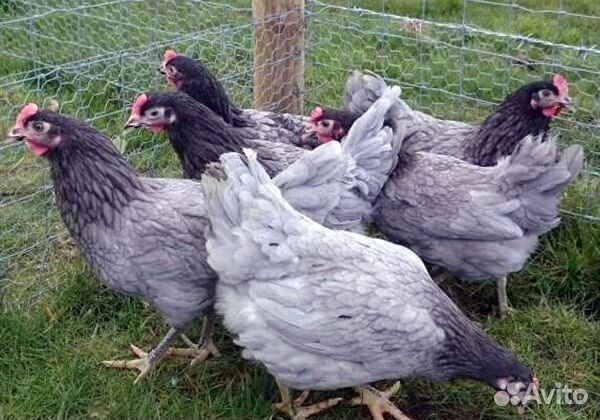 Цыплята чешского голубого Доминанта купить на Зозу.ру - фотография № 3