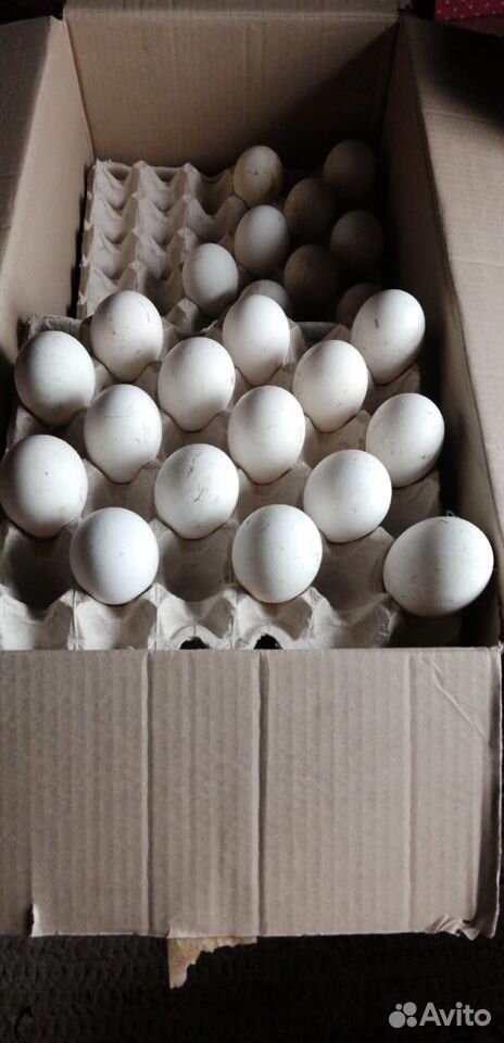 Яйца гусей купить на Зозу.ру - фотография № 1